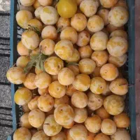 آلو درجه یک عسل