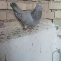 کبوتر سرک‌ سوسنی ۶دنگ
