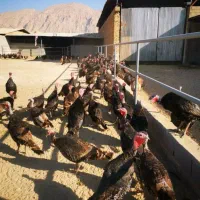 فروش بوقلمو|حیوانات مزرعه|زرقان, |دیوار