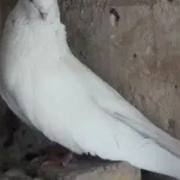 نر کله ای|پرنده|بندرعباس, |دیوار