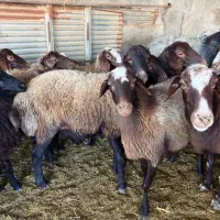 میش بره قوچ شیشک