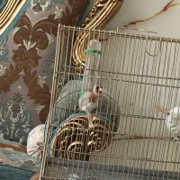 سیره|پرنده|سقز, |دیوار