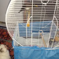 فروش مینا|پرنده|تهران, هاشمی|دیوار