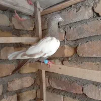 دوتا دمبی یه دورنگ