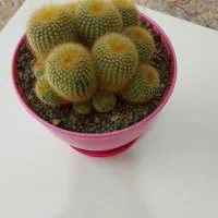 نخل ماداگاسکار|گل و گیاه طبیعی|بومهن, |دیوار