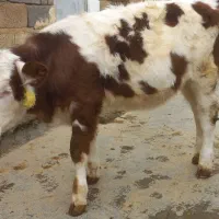 گوساله ماده سیمینتال