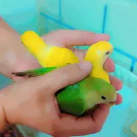 طوطی برزیلی