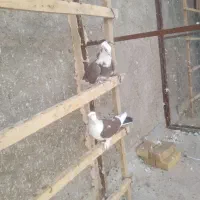 ۱۱عددکبوترپرشی، جفت یاهو|پرنده|اشکذر, |دیوار