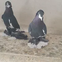 کفتر|پرنده|تبریز, |دیوار