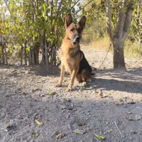 سگ ژرمن بلک و ژرمن شپرد|سگ|محمدشهر, محمدشهر|دیوار