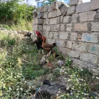 خروس لاری با خانواده
