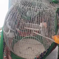 عروس هلندی|پرنده|طرقبه, |دیوار