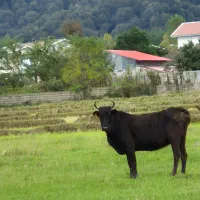 گاو با گوساله نر ۴ راس