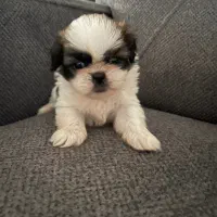 شیتزوسوپرفلت