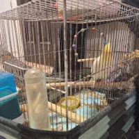 عروس هلندی|پرنده|فردیس, شهرک وحدت|دیوار