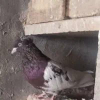 کبوتر کله سرخ
