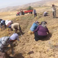 سرکارگر محمدجمالهستم|خدمات باغبانی و درختکاری|اسدآباد, |دیوار