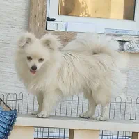 فروش سگ پامرانیان|سگ|شیراز, عفیفآباد|دیوار
