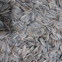 تخمه کانادایی|خوردنی و آشامیدنی|دهگلان, |دیوار