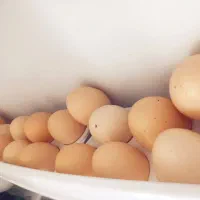 تخم مرغ محلی نطفه دارو بزرگ