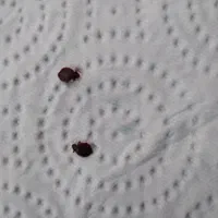 سمپاشی منزل سم پاشی ساس100درصد تضمینی|خدمات نظافت|گرگان, |دیوار