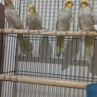 عروس هلندی وایت فیس و ابلق