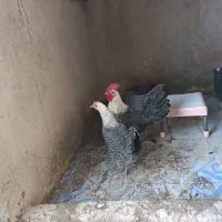 مرغ و خروس براکل