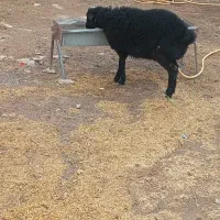 بره ماده دامازلیخ