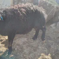 قوچ|حیوانات مزرعه|نظر کهریزی, |دیوار