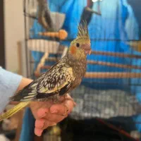 پنچ عدد عروس هلندی نر و ماده