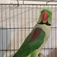 دنیای پرندگان زینتی