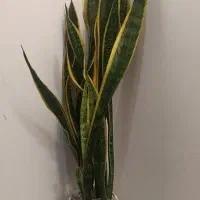 گل سانسوریا سالم و قد بلند