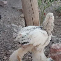 مرغ امپراطور|حیوانات مزرعه|سیستان, |دیوار