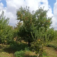 فروش زمین ۱۲۰۰ متری|فروش زمین و ملک کلنگی|همدان, |دیوار