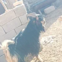 پازن چبش