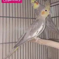 جفت عروس|پرنده|بافق, |دیوار