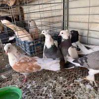 کبوتر|پرنده|خمینی‌شهر, |دیوار