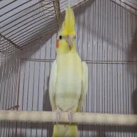 مرغ عشق طوطی برزیلی عروس هلندی کبوتر ویپ قناری فنچ