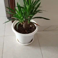 گل با گلدان|گل و گیاه طبیعی|پردیس, فاز ۸|دیوار