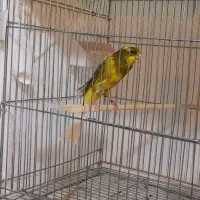 قناری رسمی بلند شاخص