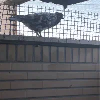 کبوتر جفتی و یجا