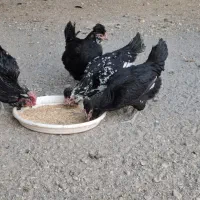 مرغ وخروس گلین