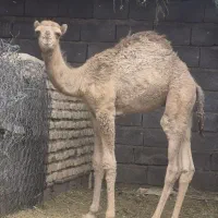 شتر...
