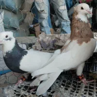 کفتر|پرنده|شیراز, شهرک زینبیه|دیوار