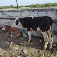 فروش گوساله سیمینتال|حیوانات مزرعه|کرج, اسدآباد|دیوار