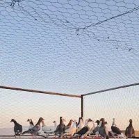 دسته ۳۰تایی همه جوانه قلمدار پرشی زد خورد
