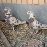 کبوتر|پرنده|اصفهان, بوستان ناژوان|دیوار