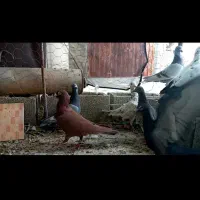 کبوتر پلاکی شب بازی|پرنده|شیراز, محمدیه|دیوار