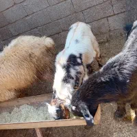 ی جفت بیگ نر شیری چاق