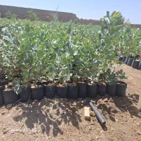 توضیح نهال پسته بادام انار|خدمات باغبانی و درختکاری|زرندیه, |دیوار